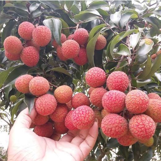 福建黑叶荔枝5斤新鲜当季现摘乌叶荔枝孕妇时令特产水果整箱包邮