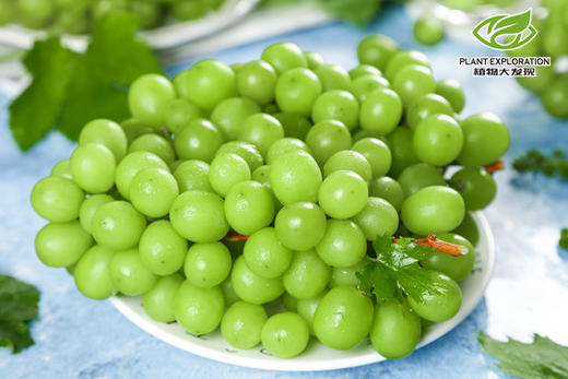 云南阳光玫瑰 商品图1