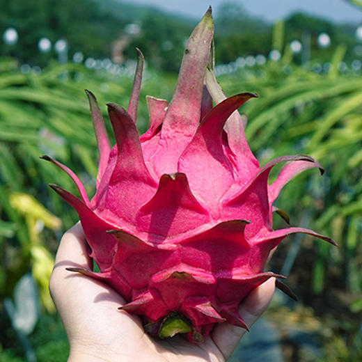 台湾红心火龙果比初恋还要甜