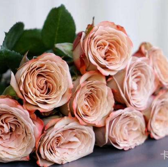 国产玫瑰-卡布奇诺-20支