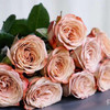 国产玫瑰-卡布奇诺-20支 商品缩略图0