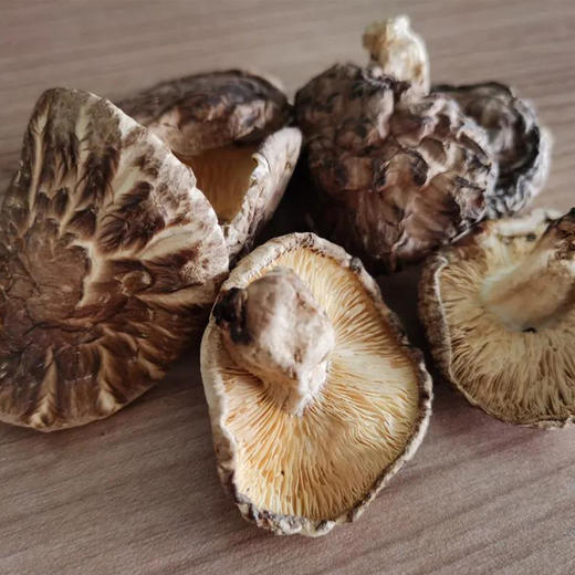 天然原木枫树香菇