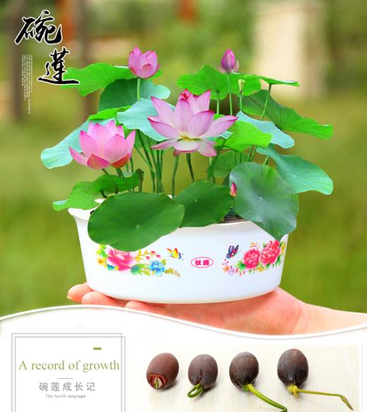 四季易活碗莲水培植物盆栽碗莲种50粒碗莲盆荷塘泥营养液套装易养易活