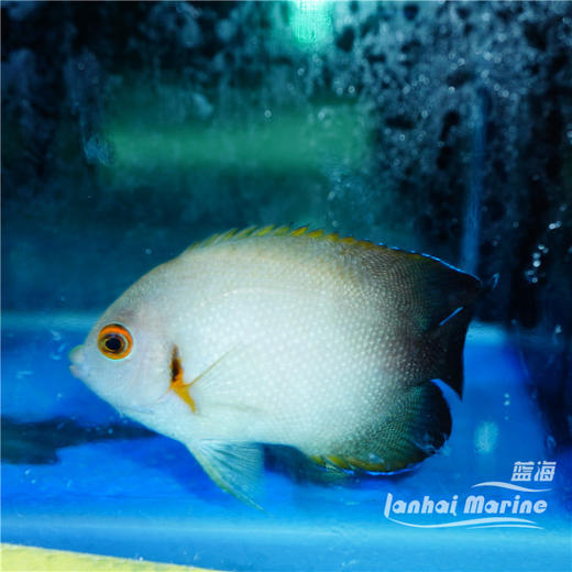 黑尾仙 商品图4