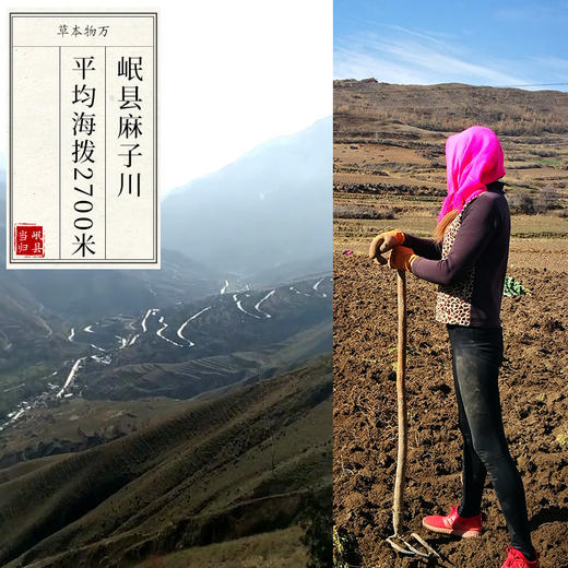 当归切片 精油丰富 肉质饱满 岷县麻子川当归 当归尾 商品图2