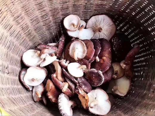 天然原木枫树香菇