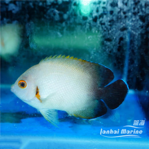 黑尾仙 商品图2