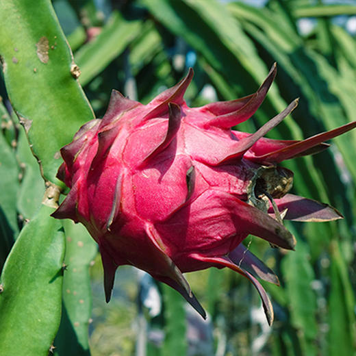 台湾红心火龙果比初恋还要甜