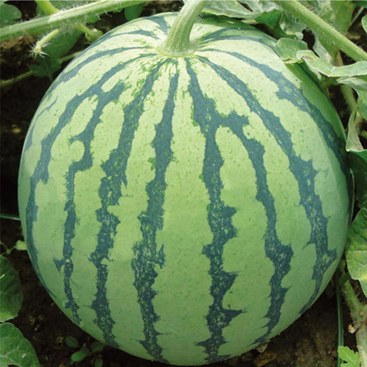 预售815天内陆续发货455斤唯众良品自种西瓜无农药无化肥脆甜西瓜