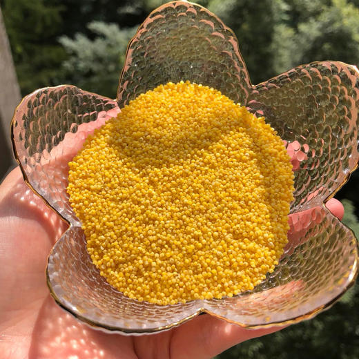 米脂特级黄小米颗粒圆大色泽金黄粘糯爽口清香四溢可煮三层米油