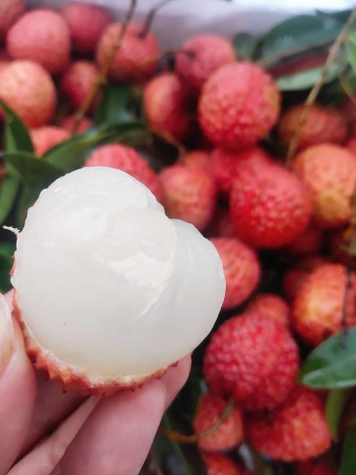 海南桂味荔枝 口感纯甜~ 果肉雪白~ 晶莹剔透~ 性价比超高,不容错过的