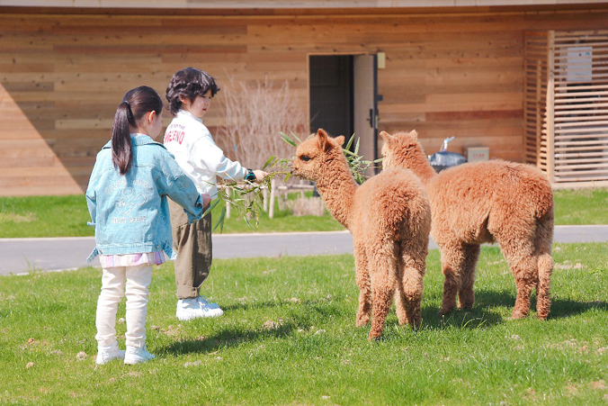 【萌宠乐园】奇趣游乐户外游乐项目