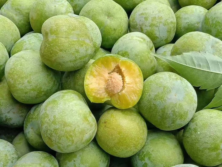 巫山脆李净重5斤装普通地区顺丰包邮