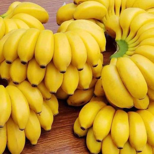 海南苹果蕉 约1300克左右 - 缤果快跑-口感更好的精品水果