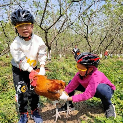 128元/人（大小同价）！格林庄园·蘑菇采摘季来啦！格林庄园吃玩一天！生态汤锅+采蘑菇、抓鸡捡蛋、植物寻宝、农业科普、拓印、非遗投壶、手工自制红薯饼！1米以下免票！周末、元旦、寒假通用 商品图2