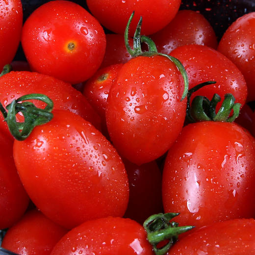 精选云南61元谋高原圣女果樱桃番茄一口爆汁清甜可口