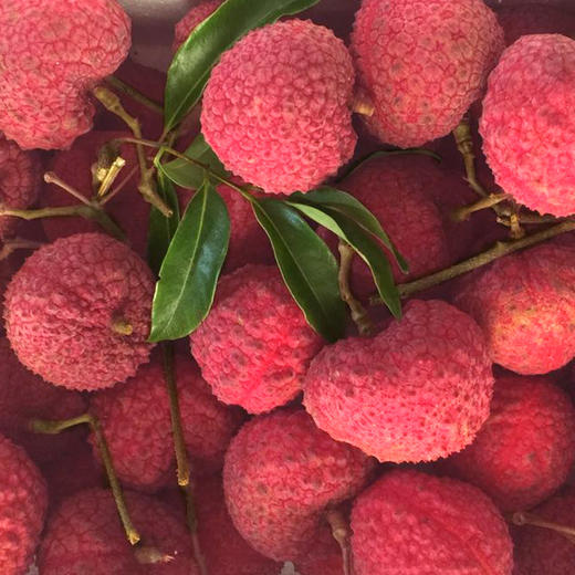 蜜丁香荔枝王 核小肉厚 晶莹剔透 香气扑鼻