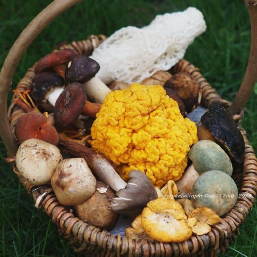 云南61野生菌从原始森林到餐桌的野生菌火锅菌子拼盘3种组合可选