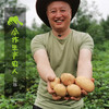 生态土豆 | 合作生产 * Eco-potato | Coproduction 商品缩略图1