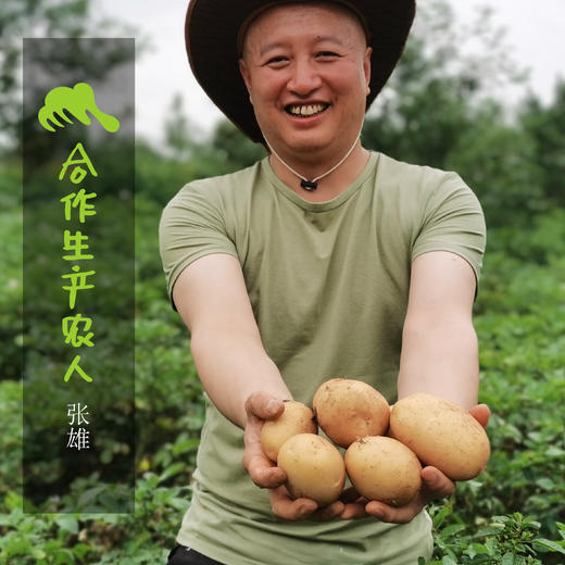 生态土豆 | 合作生产 * Eco-potato | Coproduction 商品图1