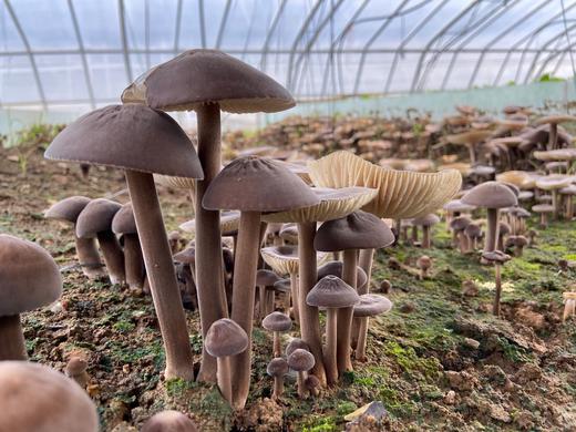 鸡枞菌 商品图2