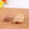 【吉品黄金鲍】康悦堂进口南非鲍 干鲍鱼250g/盒 商品缩略图2