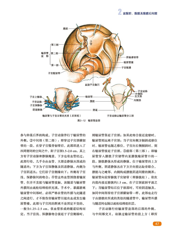 妇产科临床解剖学第2版