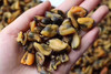 淡菜干 商品缩略图5