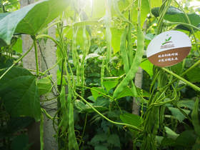 蔬菜萎蔫的原因与防治