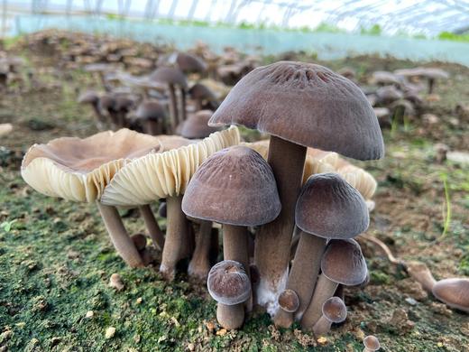 鸡枞菌 商品图0