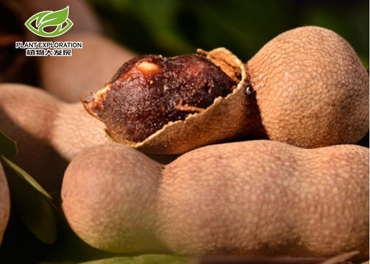 云南大甜角 商品图1