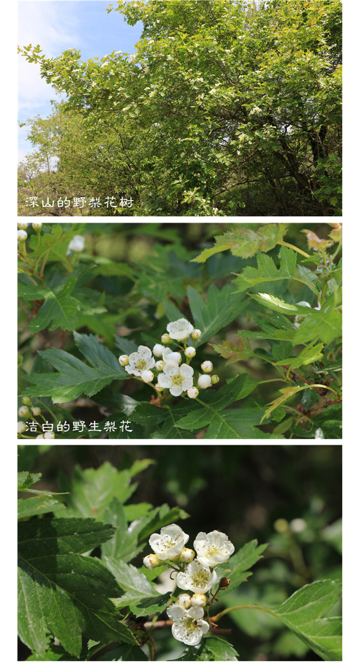 九谷田园野生梨花蜜500g酶活性高达737