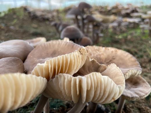 鸡枞菌 商品图1