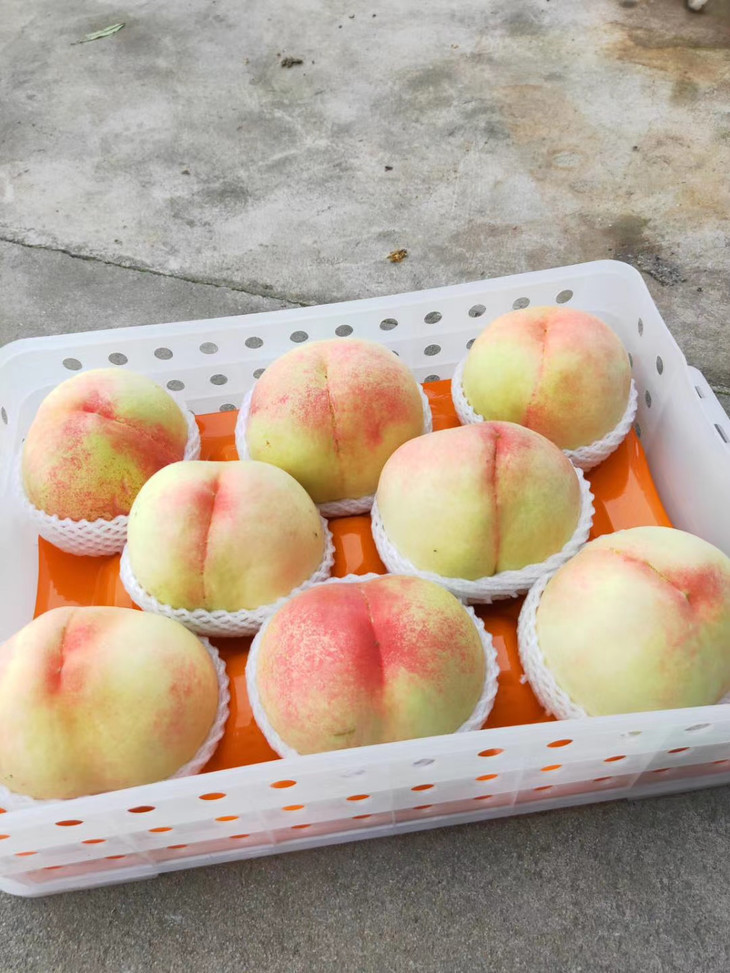 【桃香秀丽 早熟解馋】来自无锡阳山的特级白凤桃