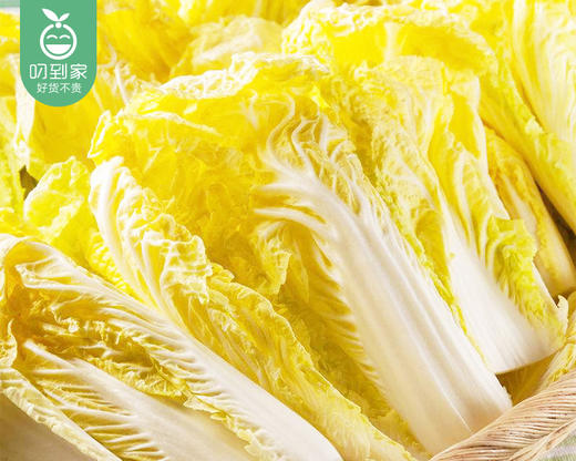 云南高山大娃娃菜（1.5kg±100g/份） 商品图1