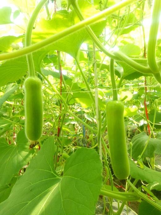 【梅大姐高山长瓜】清热除烦,利尿通淋,口感软嫩滑