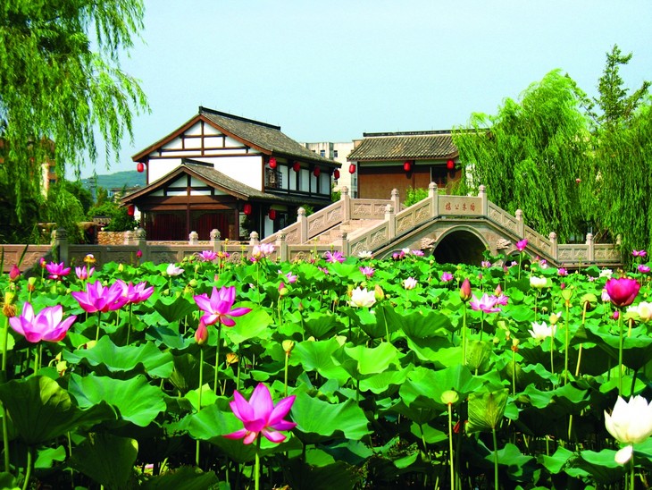 西施故里荷景(赵聪 摄）.JPG