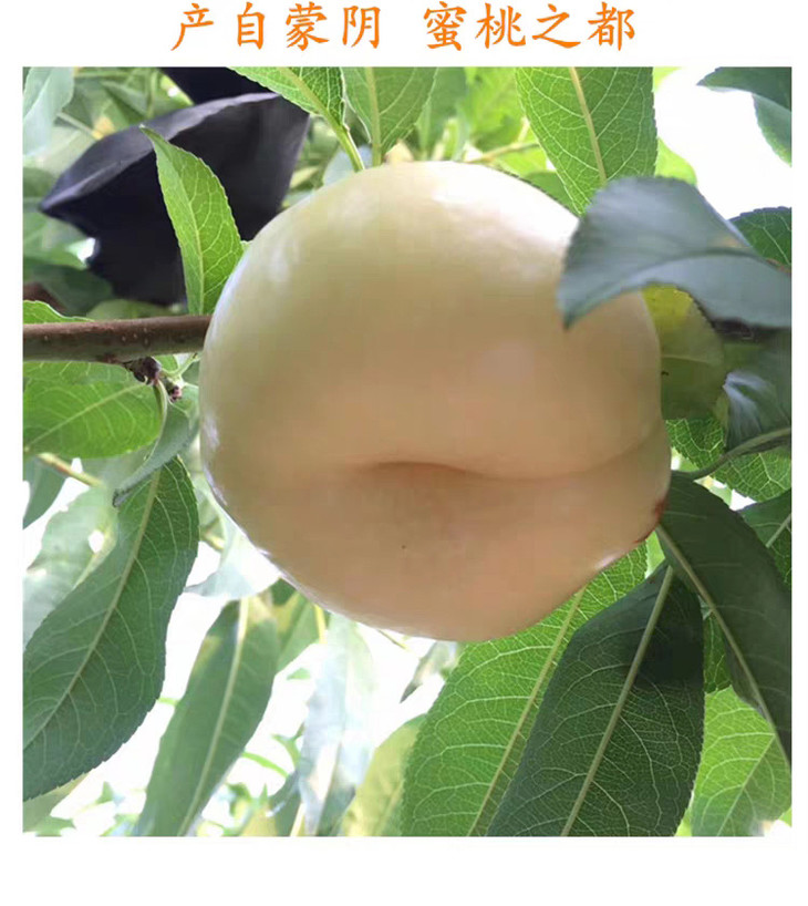 【倒计时24小时下架】山东蒙阴奶油蟠桃 现摘白蟠桃 桃子 香甜可口