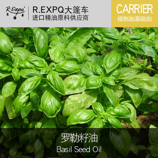 罗勒籽油basil seed oil 冷压初榨 进口植物油(基础油)原料批发