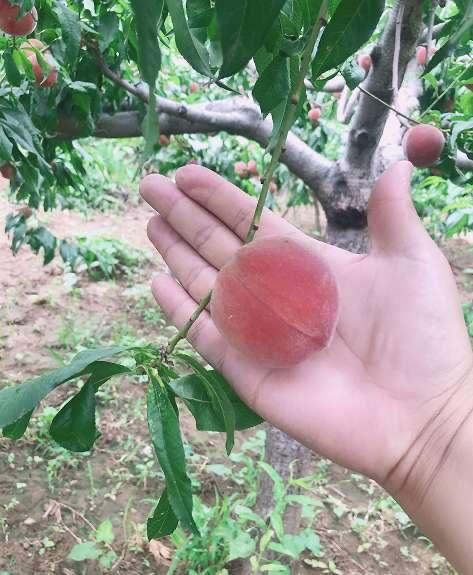 天津蓟县朵子桃5斤装丹鸟快递现摘现发
