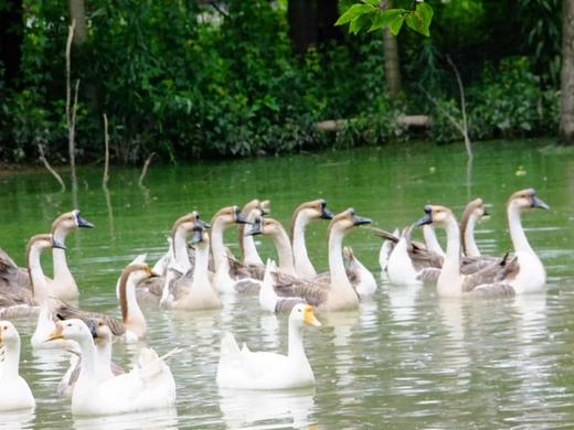 花间村生态鹅 全净膛 （半只3斤左右） 商品图1