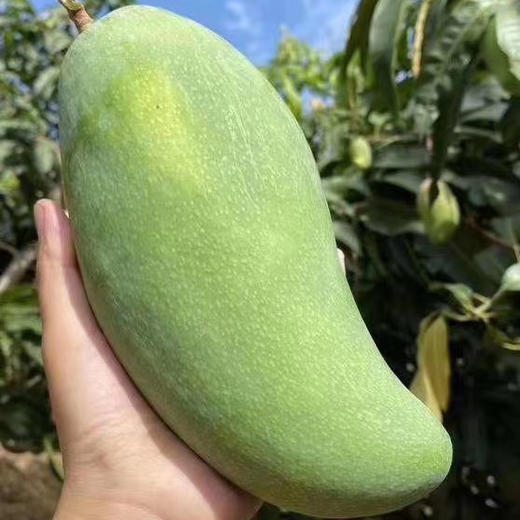 攀枝花大金煌芒果果实硕大细腻多汁无纤维