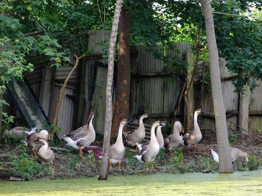 花间村生态鹅 全净膛 （半只3斤左右） 商品图3