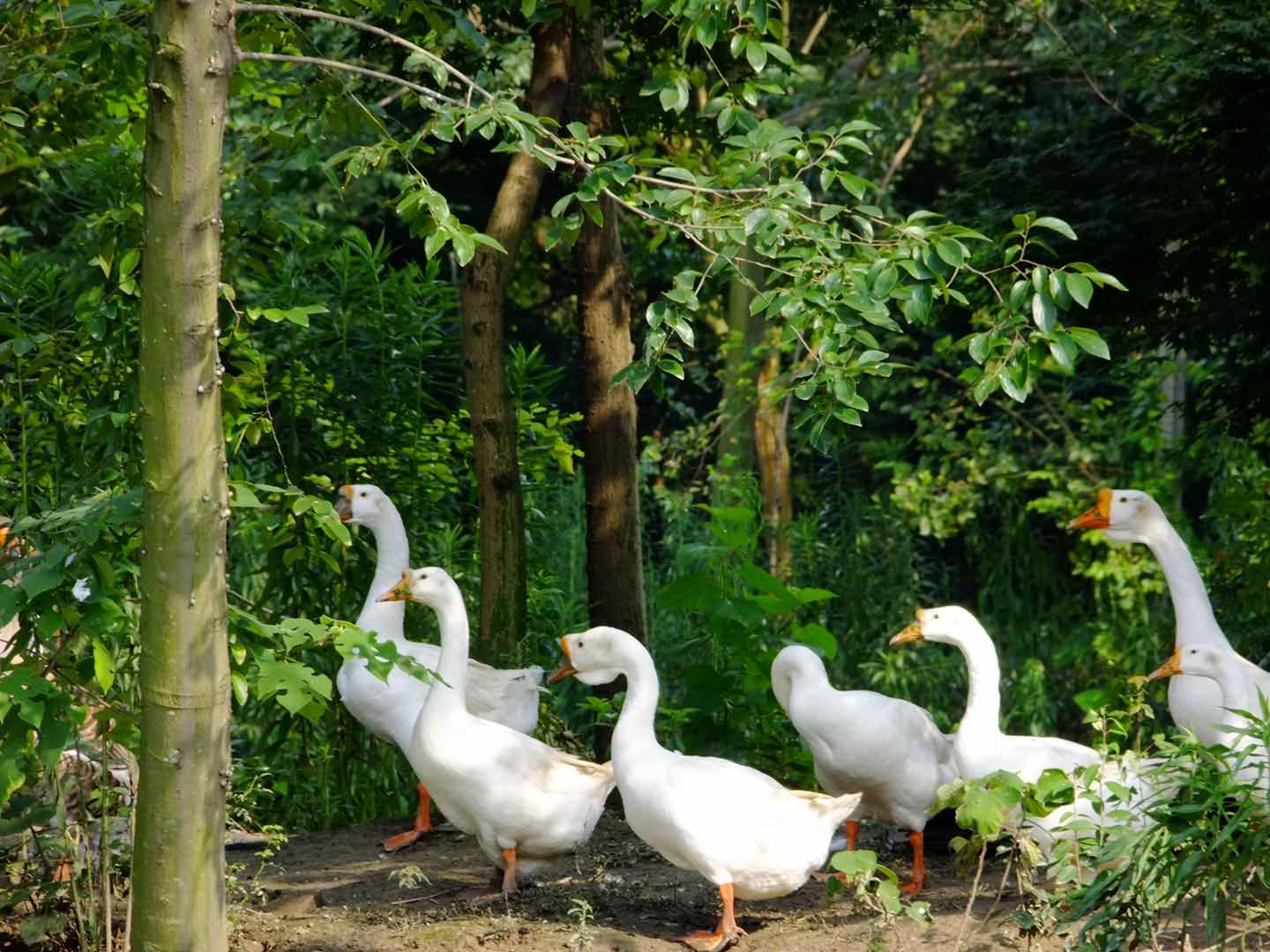 花间村生态鹅 全净膛 （半只3斤左右）