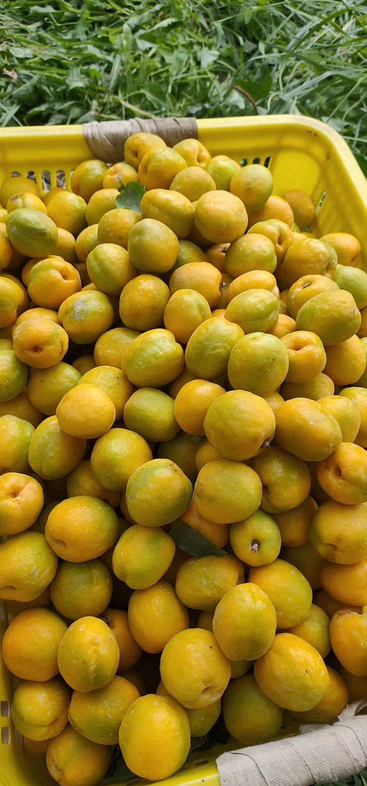 西北高原上的水果王者杏香浓郁甘肃敦煌合水的特级李广杏