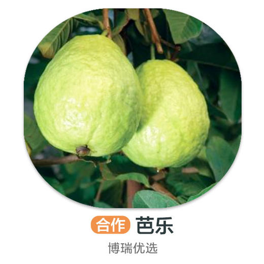 芭乐（盒） 商品图0