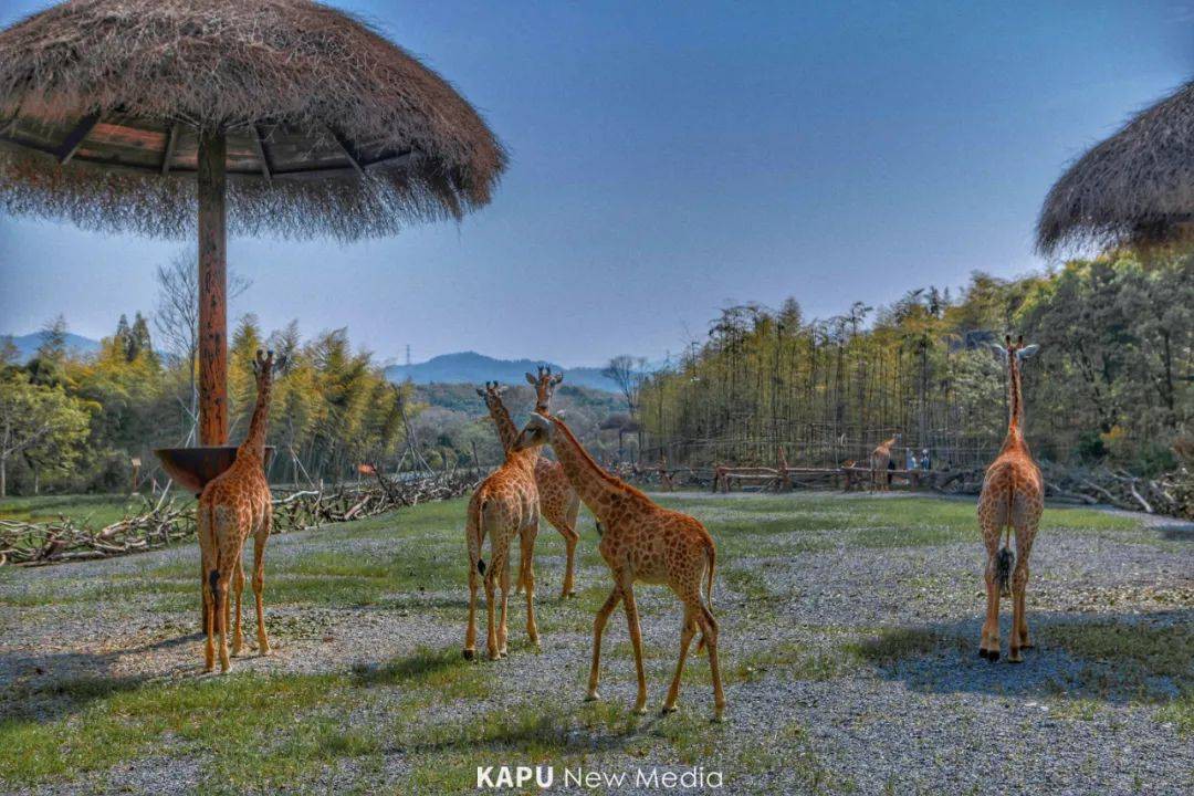 可定当天湖州长劲鹿庄园儿童门票一张