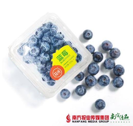 【珠三角包邮】15mm枝纯蓝莓 125g/盒 12盒/ 箱 （7月23日到货） 商品图1