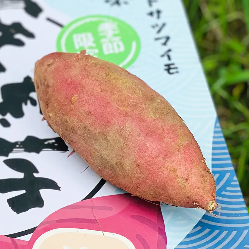 红薯界的高级货 皮薄粉糯, 甜糯到感人 一口咬下去