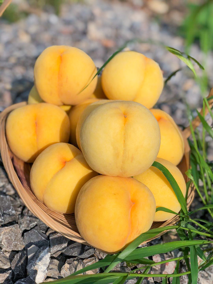 山东蒙阴锦香黄桃果肉鲜嫩果汁丰盈45斤装老少皆宜原产地发货